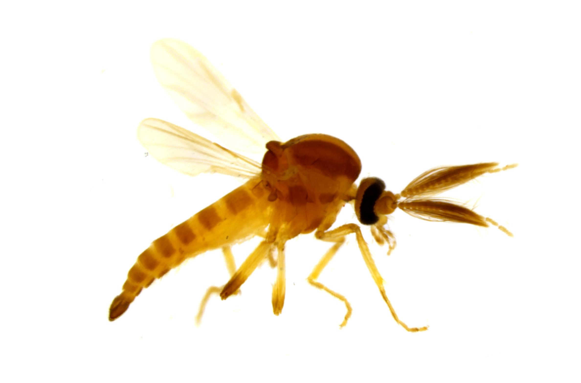 Forcipomyia genualis Bosque de Scalesia, Los Gemelos, Isla Santa Cruz. Foto: Emma Pike, CDF, 2025.